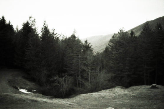 Photographie d'une forêt dans les montagnes
